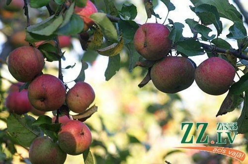 Autors: no ZZ arhīva