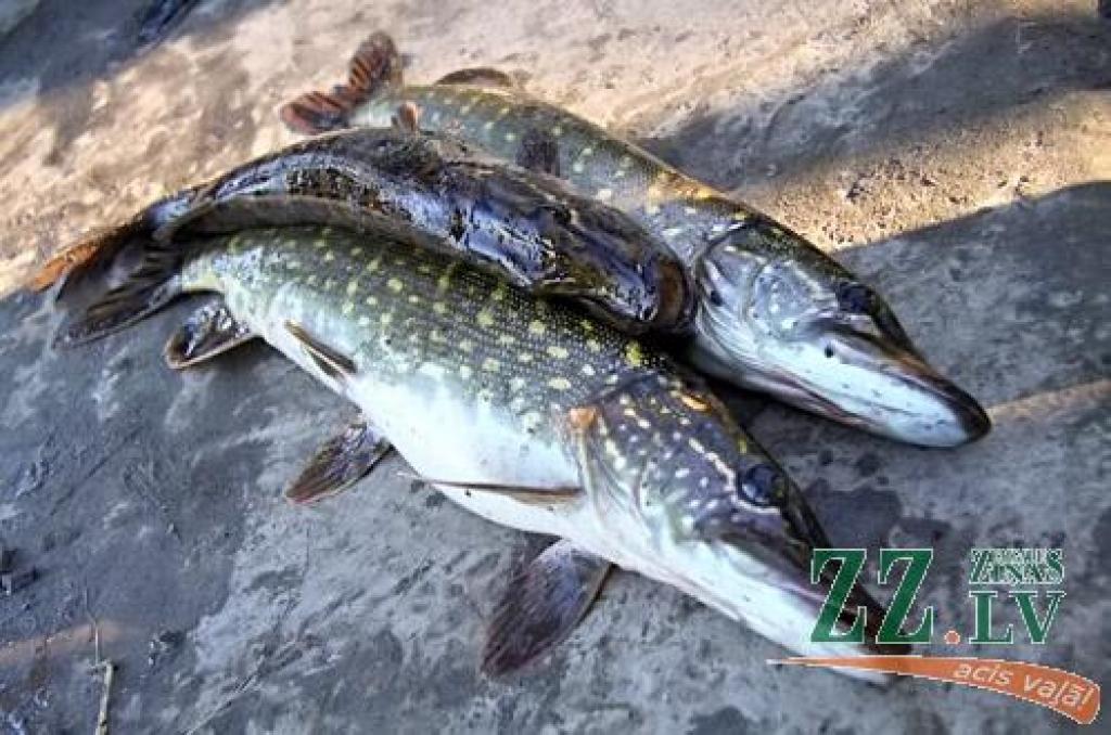 Autors: Agris Samcovs