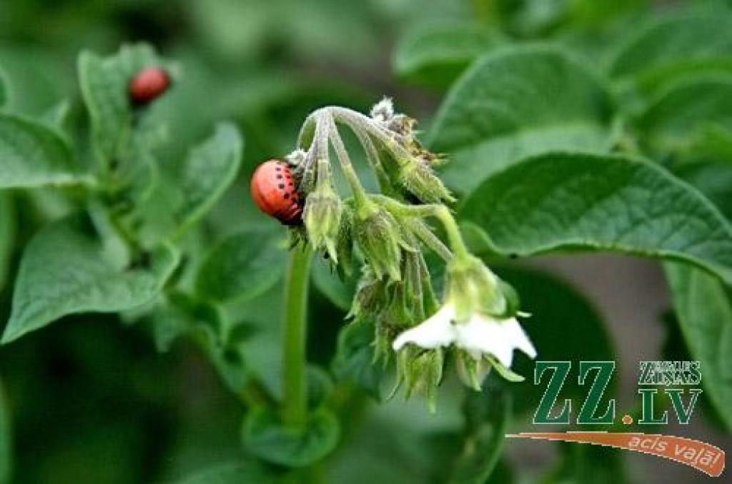 Autors: Agris Samcovs