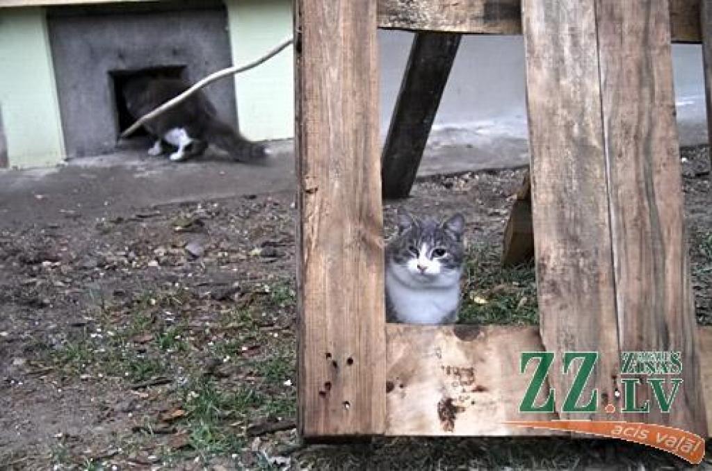 Autors: Agris Samcovs