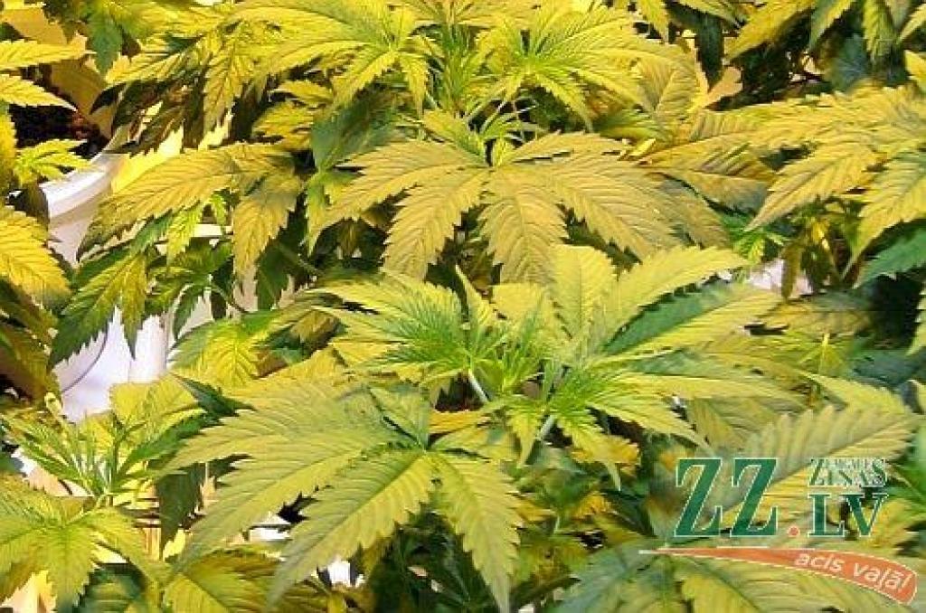 Autors: no ZZ arhīva