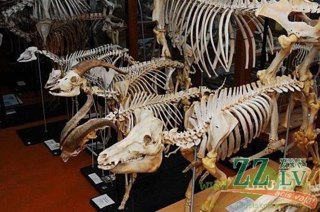 Autors: Gita Ogņeva, LLU