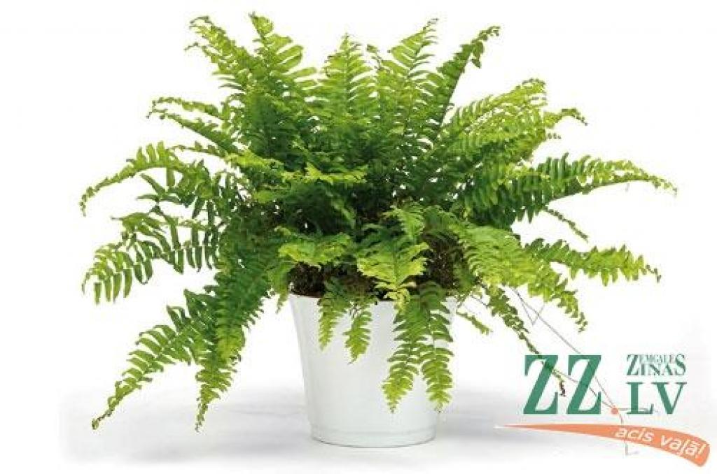 Paparžu lielākie kaitnieki ziemā ir aukstums un karstums. Vēsā vietā mitrā substrātā sāk pūt to saknes, bet karstās telpās ar centrālo  apkuri smalkās lapiņas izžūst un sāk birt. Tāpēc papardes jārasina.
Autors: publicdomainpictures.net