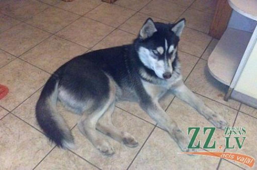 Autors: Krišjānis Majevskis