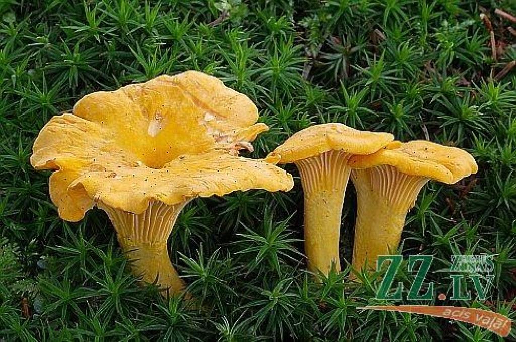 Autors: no ZZ arhīva