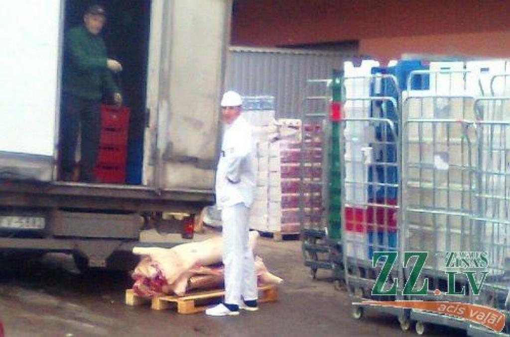 Jelgavniece Laura «Ziņām» iesūtījusi pašas uzņemtus foto, kuros redzams, kā trešdien ap pulksten 12 tirdzniecības centrā «Pilsētas pasāža» strādājošajam lielveikalam «Maxima» izkrauts cūkas kautķermenis.
Autors: no lasītājas albuma