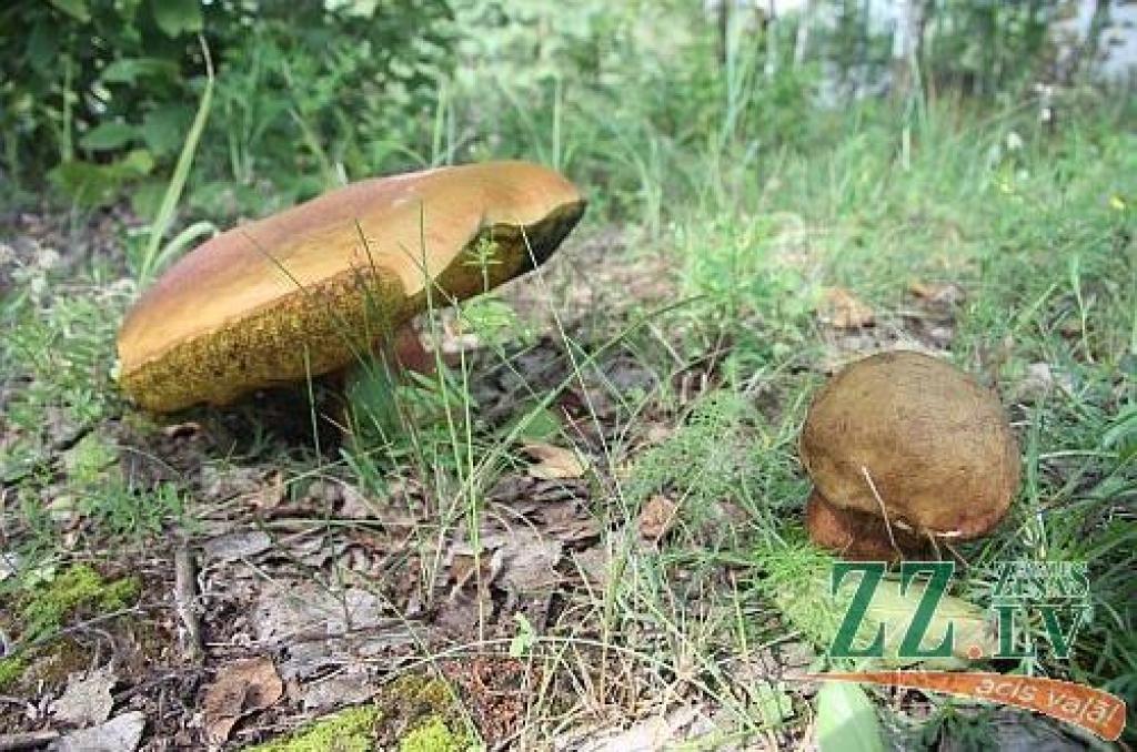 Autors: Agris Samcovs