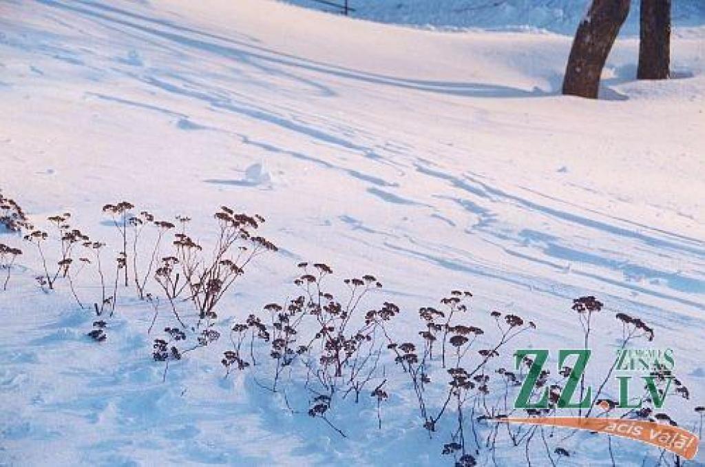 Autors: Agris Samcovs