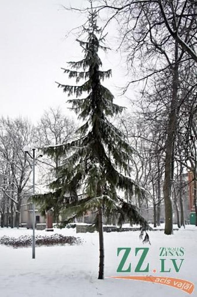 Pašlaik vieta ir sakārtota, zem sniega nav redzams arī celms, bet netālu no notikuma vietas aug līdzīga egle.
Autors: Agris Samcovs