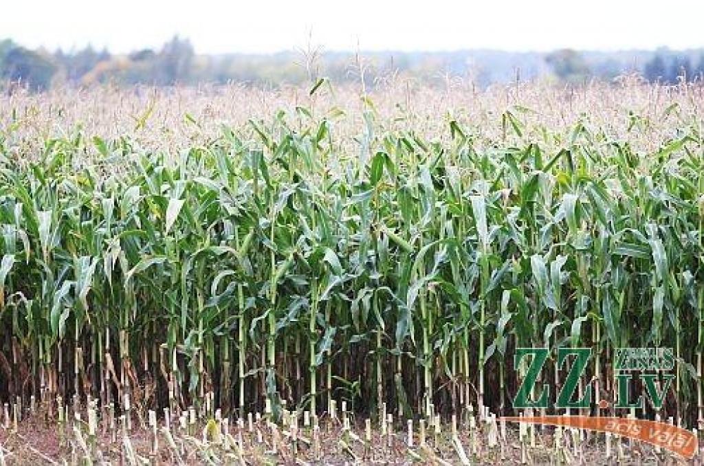 Autors: no ZZ arhīva