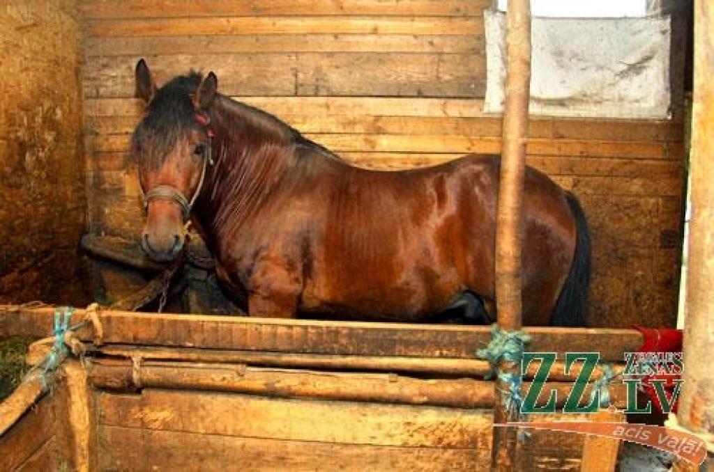 Autors: Agris Samcovs