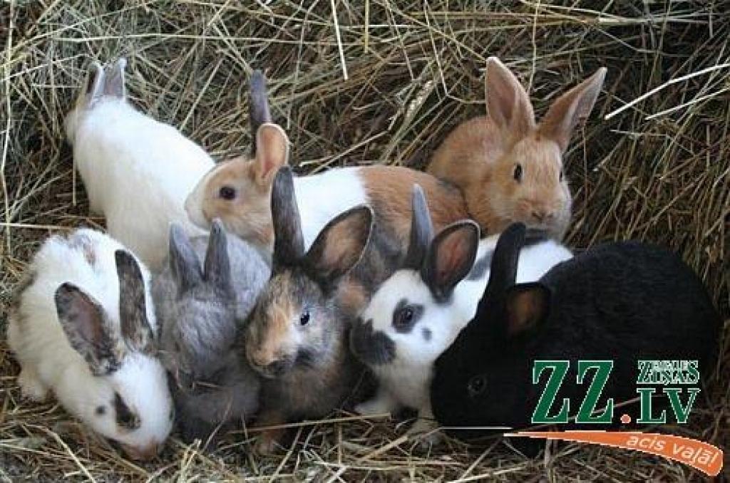 Autors: «BT 1» publicitātes foto