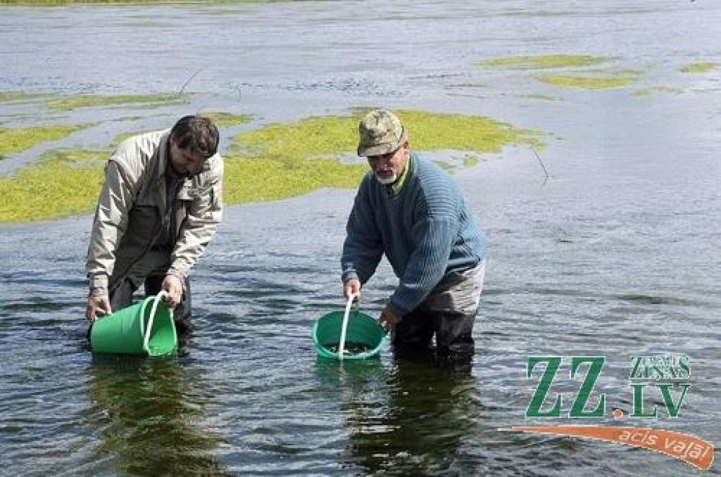 Lašu mazuļu ielaišana Mēmelē 2004.gada maijā.
Autors: www.bauskasdzive.lv