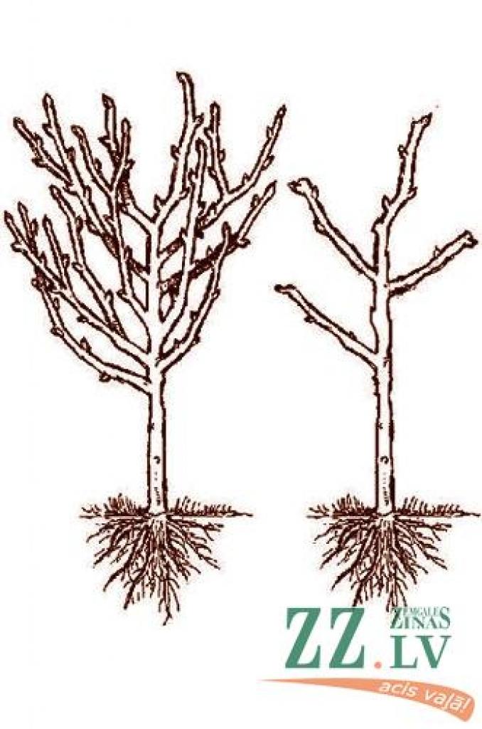 Ielāgo! Veidojot vainagu, jācenšas saglabāt piramīdas formu –  vainaga augšējai daļai vienmēr jābūt šaurākai nekā apakšai.
Autors: hollybrookorchards.com