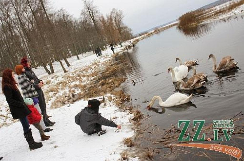 Balvu ezeru iemīļojuši ne tikai makšķernieki.
Autors: Gaļina Kudrjavceva