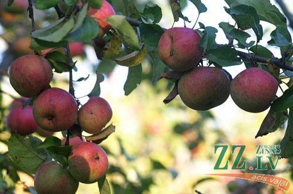 Autors: Agris Samcovs