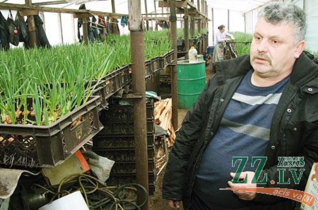 Augusts Sīlis no saimniecības «Tirgoņi» stāsta, ka lLielāko ražu var novākt no vidēji piecu centimetru diametra sīpoliem; jo lielāki sīpoli, jo resnāki loki. Lai loki augtu stingrāki, laistāmajam ūdenim pievieno ne tikai vājas koncentrācijas minerālmēslus, bet arī kalciju saturošu mēslošanas līdzekli. Jo siltāka vide, jo loki ātrāk izaug. 20C ir pietiekami omulīga vide, lai tie būtu griežami pēc divām nedēļām.