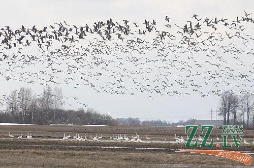 Autors: Agris Samcovs