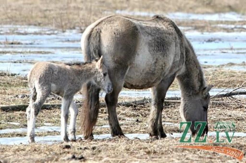 Ar bara vadones Olimpijas atnešanos pavasaris sācies Pils salā, kur, kā ziņo savvaļas zirgu saimnieks Einārs Nordmanis, šogad būšot nepieredzēts ganāmpulka pieaugums – mazuļus gaida desmit ķēves. 
Autors: Agris Samcovs