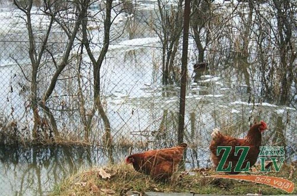 Autors: no ZZ arhīva