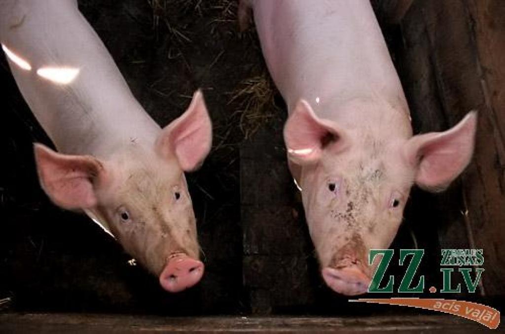 Autors: Agris Samcovs