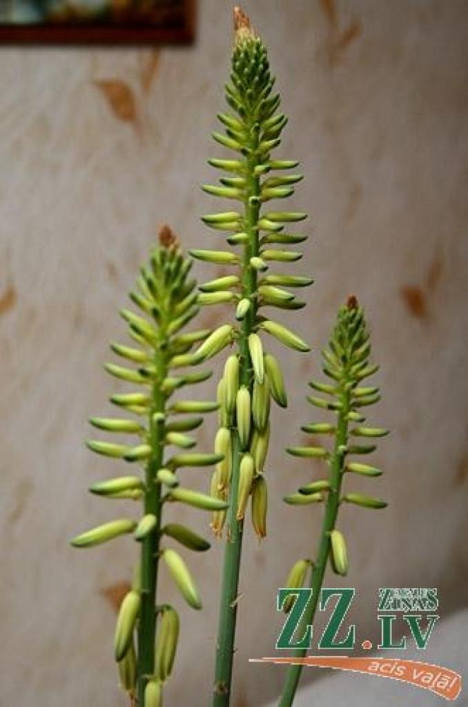 Autors: Agris Samcovs