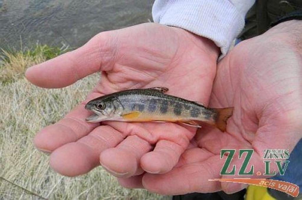 Autors: no jimmysflyshop.com