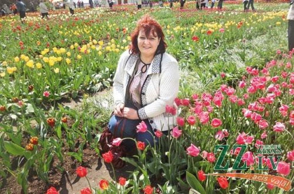 Kristīnei Štarai Bauskas novadā sīpolpuķu audzēšana, kas gan prasa smagu  darbu, ir dzīvesprieka avots jau pirmajās pavasara dienās, kad pumpurus sāk raisīt agrīnās papagaiļtulpes vai hiacinšu  sīpoliņi. Viņa stāsta, ka ik vasaru norok tikai jutīgākās puķes – gladiolas, hiacintes un dažu šķirņu tulpes –, bet lilijām un citām sīpolpuķēm vienā vietā ļauj augt vairākus gadus, līdz sīpoli savairojušies un dalāmi.
Autors: Edgars Kupčs