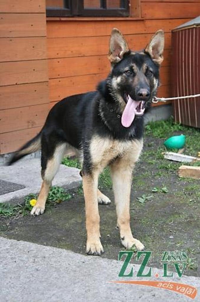 Autors: Agris Samcovs