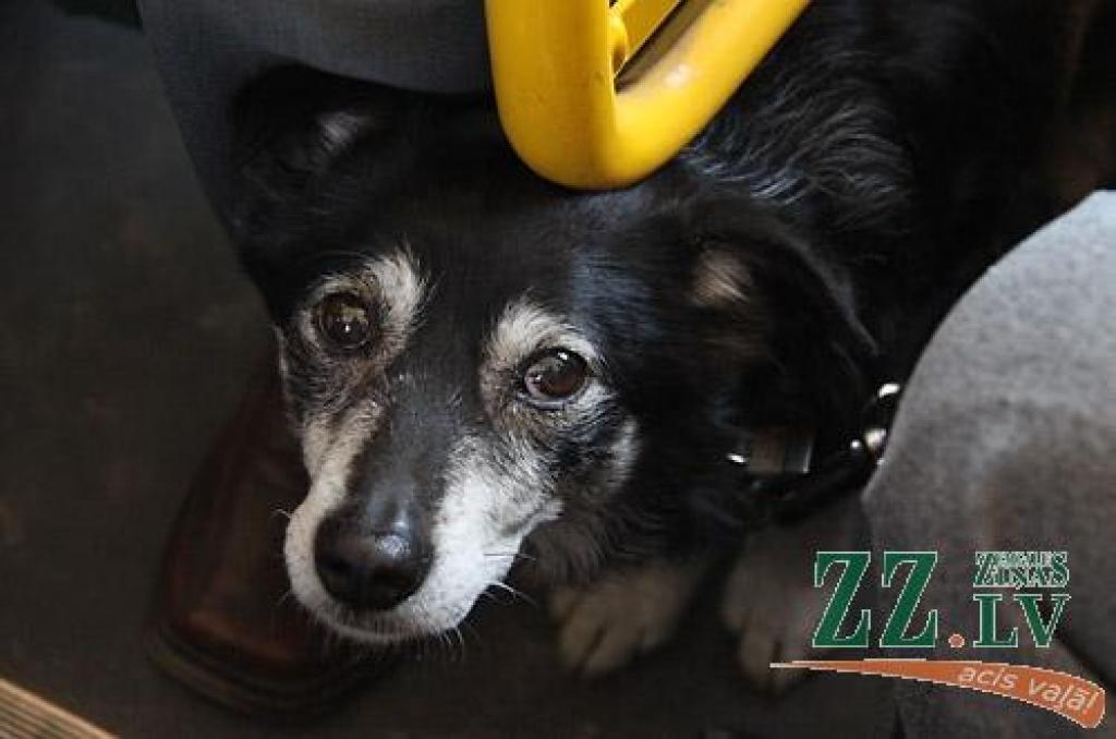 Autors: no ZZ arhīva