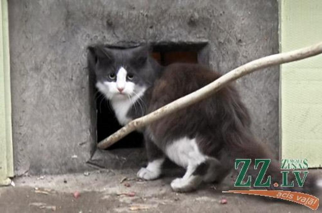 Autors: no ZZ arhīva