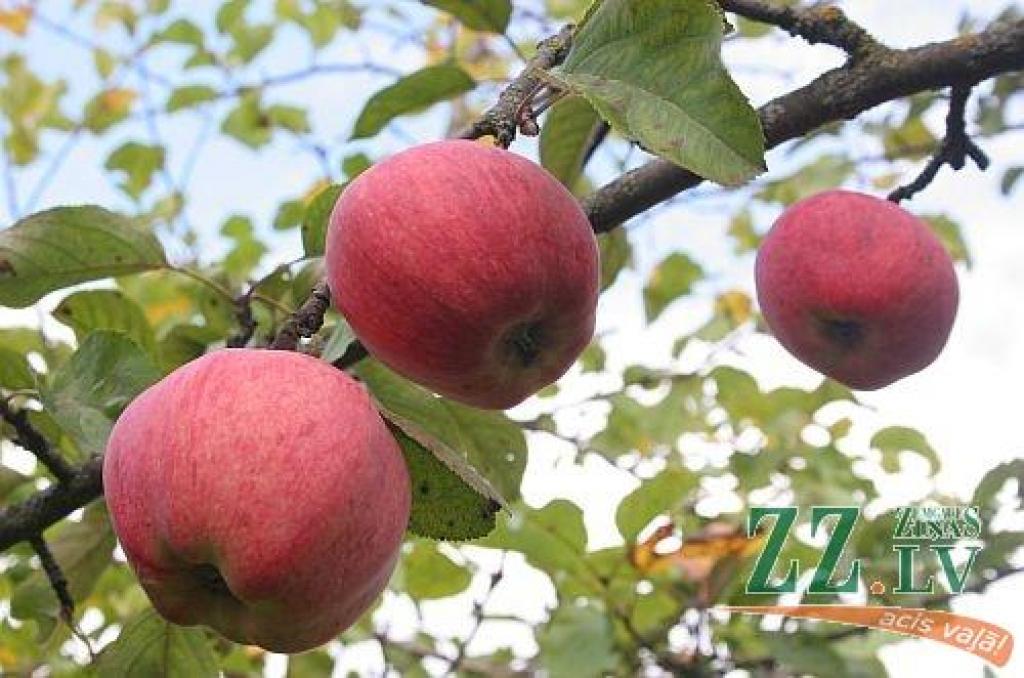 Autors: Agris Samcovs