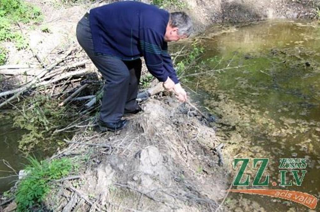 Nekoptie grāvji un meliorācijas sistēmas ļauj ģeometriskā progresijā kāpināt bebru populāciju, tomēr par to ar savu maciņu samaksā iedzīvotāji – augot gruntsūdeņu līmenim, mitrums sūcas apkaimes māju pagrabos un nodara postu dārziem. Par cilvēka sadzīvošanu ar grauzējiem – novadu stāstos laikrakstā.
Autors: Agris Samcovs