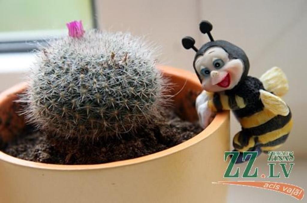 Autors: no ZZ arhīva