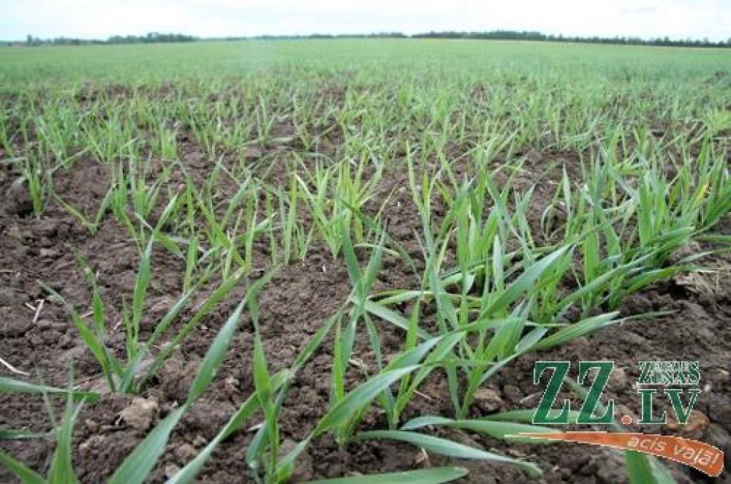 Autors: no ZZ arhīva