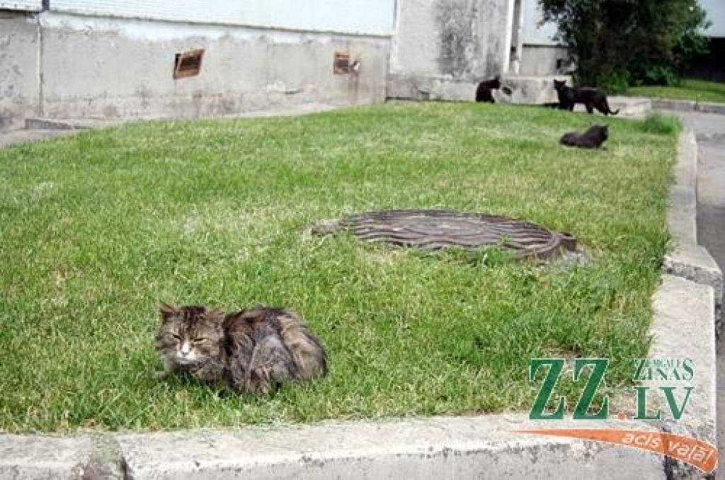 Autors: Agris Samcovs