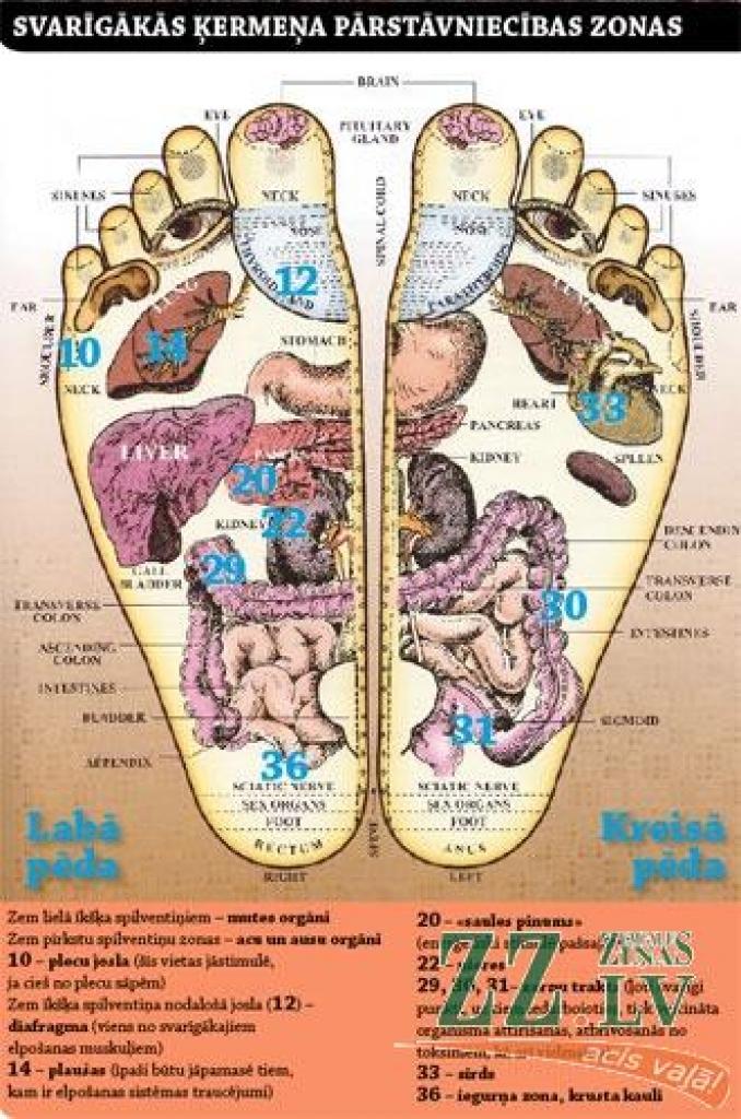 Svarīgākās ķermeņa pārstāvniecības zonas.
Autors: pyptusa.org