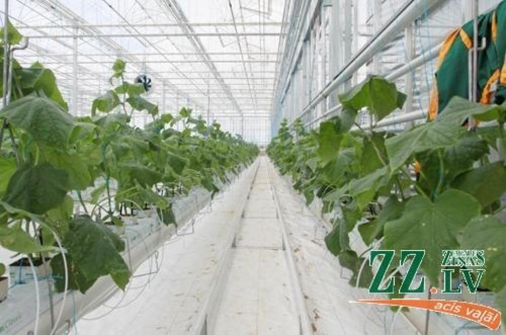 Kā interesantu jaunumu maršrutā plānots iekļaut Vinteru ģimenes zemnieku saimniecību «Līgo» Lielplatones pagastā, kur apskatāma biogāzes ražotne un jaunās siltumnīcas gurķu sēklu audzēšanai. 
Autors: Armands Lazdiņš