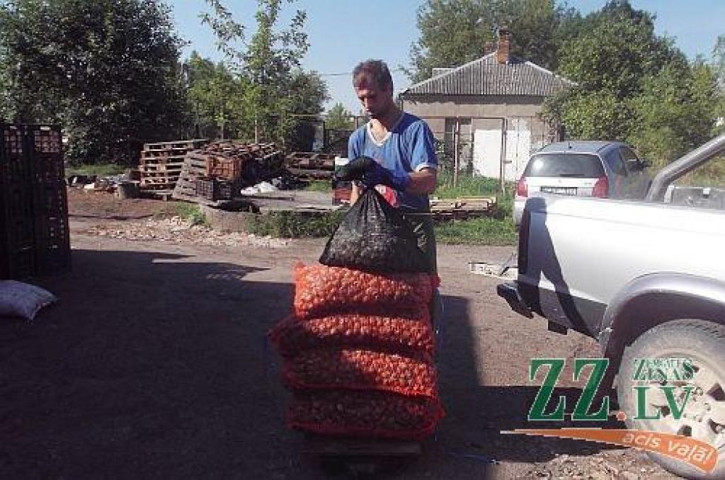 Kopš maija Ozolnieku novadā Ānē, Celtnieku ielā, strādā vīngliemežu pārstrādes uzņēmums «Pomatia». 
Autors: Gaitis Grūtups