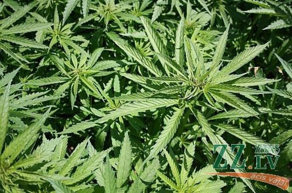 Autors: no LLU arhīva