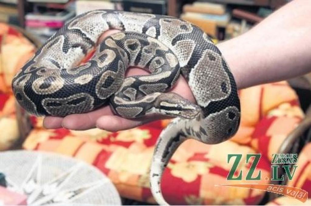 Attēlam ir ilustratīva nozīme.
Autors: Raitis Puriņš, «Diena»