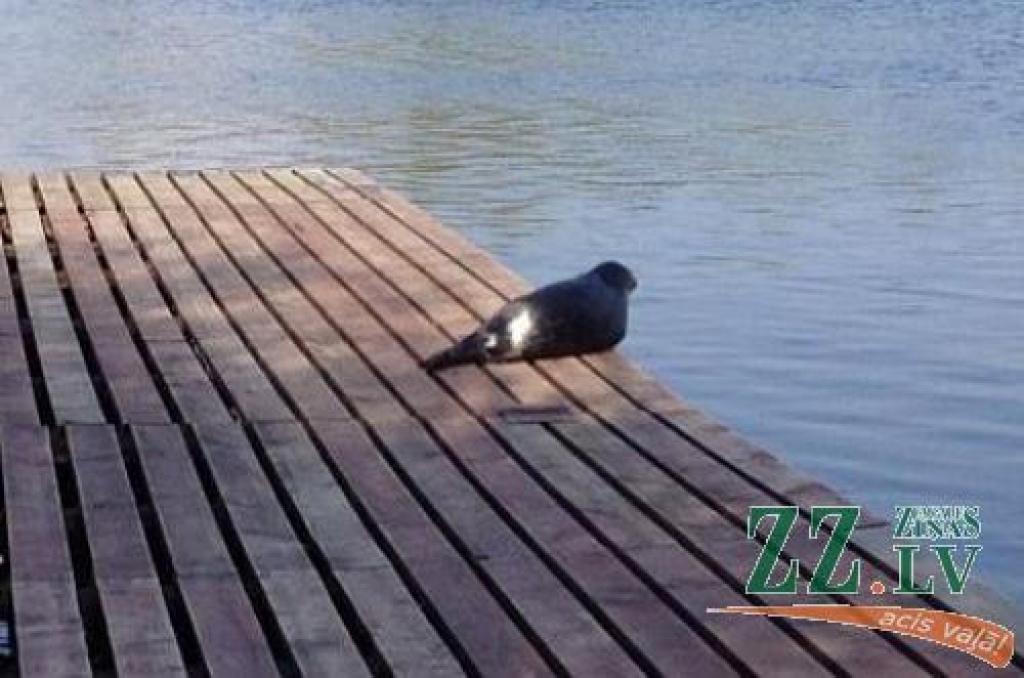 Autors: Mihails Terehovs.