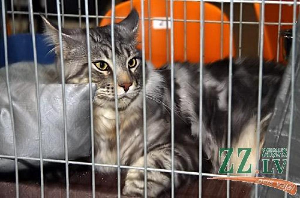 Autors: Agris Samcovs