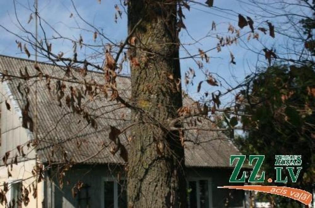 Autors: no ZZ arhīva