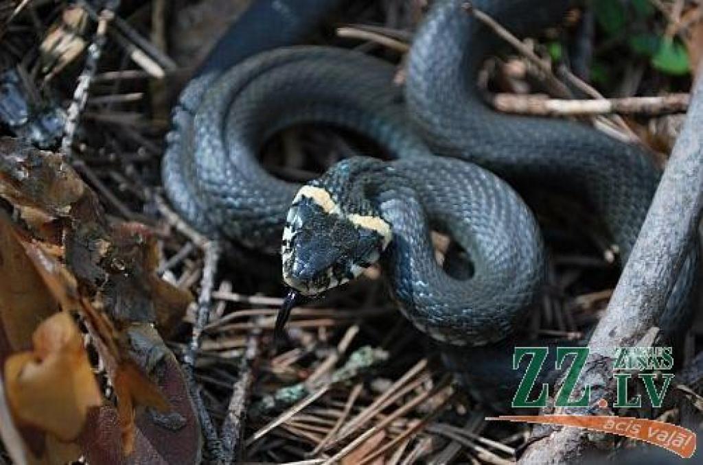 Zalktis.
Autors: Andris Čeirāns