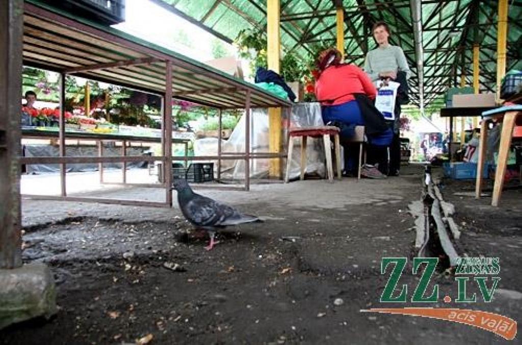 Autors: no ZZ arhīva