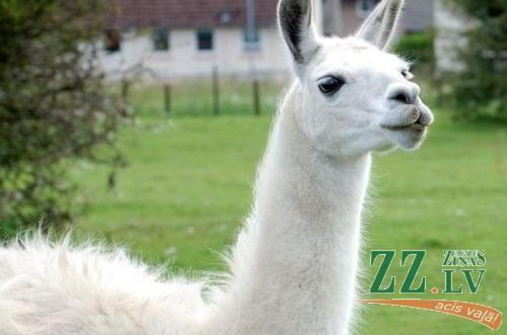 Autors: no www.zoologie.de