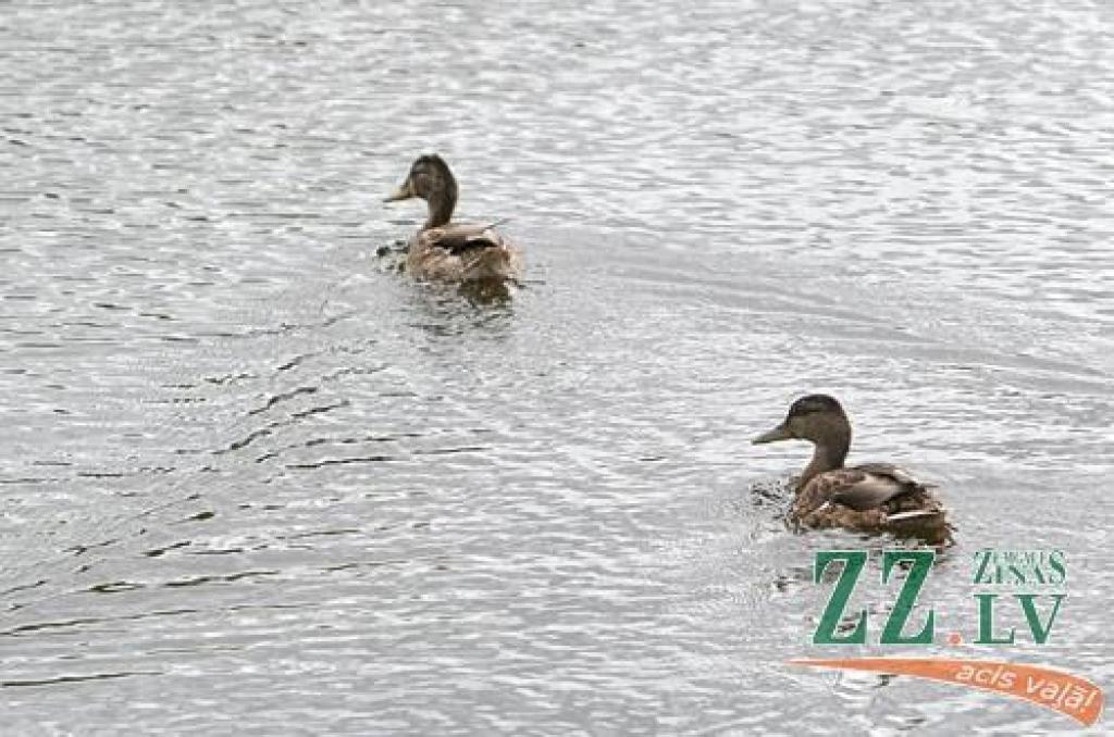 Autors: Agris Samcovs