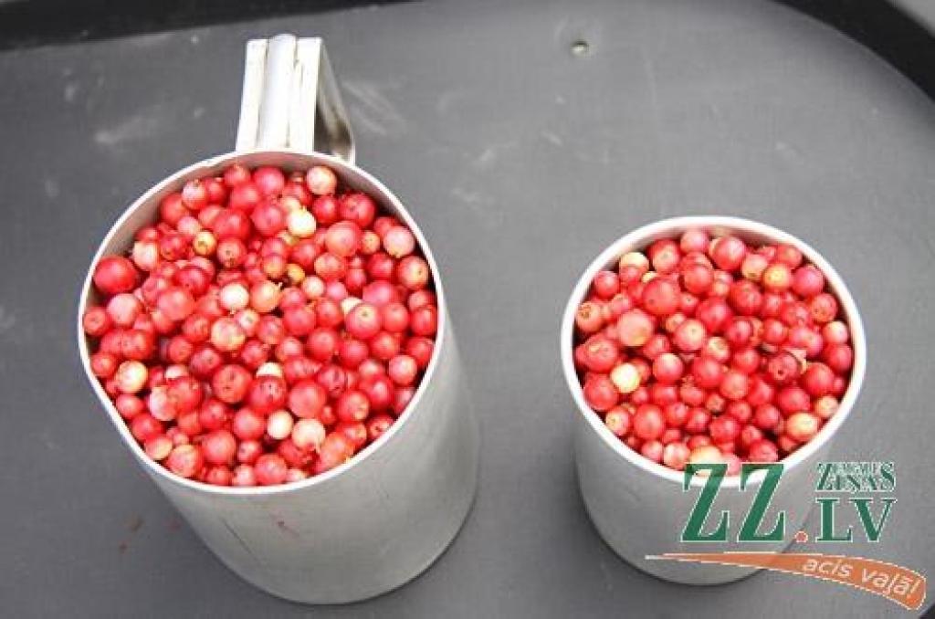 Autors: no ZZ arhīva