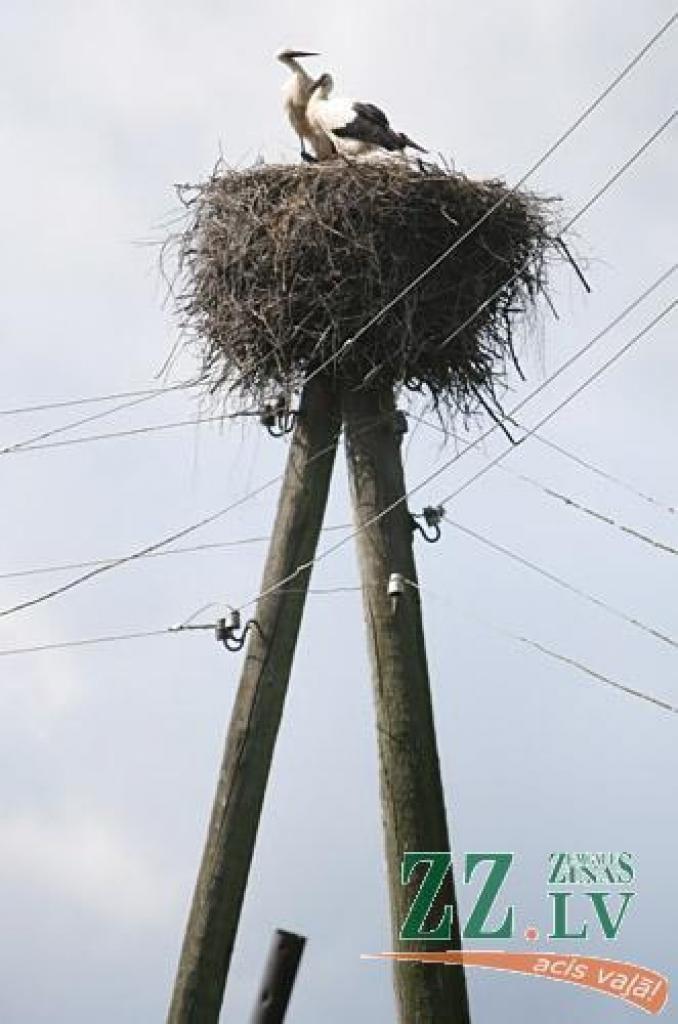 Autors: Agris Samcovs